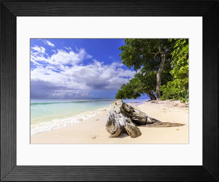 Framed Print : Paynes Bay, overhanging trees, fine pale pink sand beach, turquoise sea Framed Print : Paynes Bay, overhanging trees, fine pale pink sand beach, turquoise sea