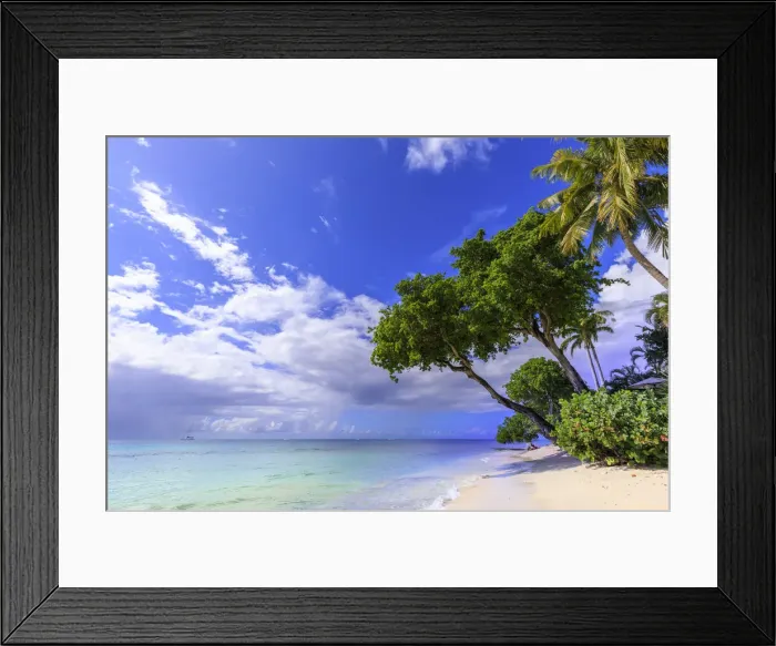 Framed Print : Paynes Bay, overhanging trees, fine pale pink sand beach, turquoise sea Framed Print : Paynes Bay, overhanging trees, fine pale pink sand beach, turquoise sea