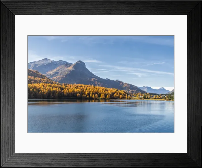 Framed Print : Larch trees on shores of Lake Sils in autumn with Maloja village in background Framed Print : Larch trees on shores of Lake Sils in autumn with Maloja village in background