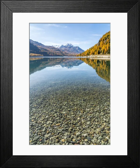 Framed Print : Colorful larch trees mirrored in Lake Silvaplana in autumn, St