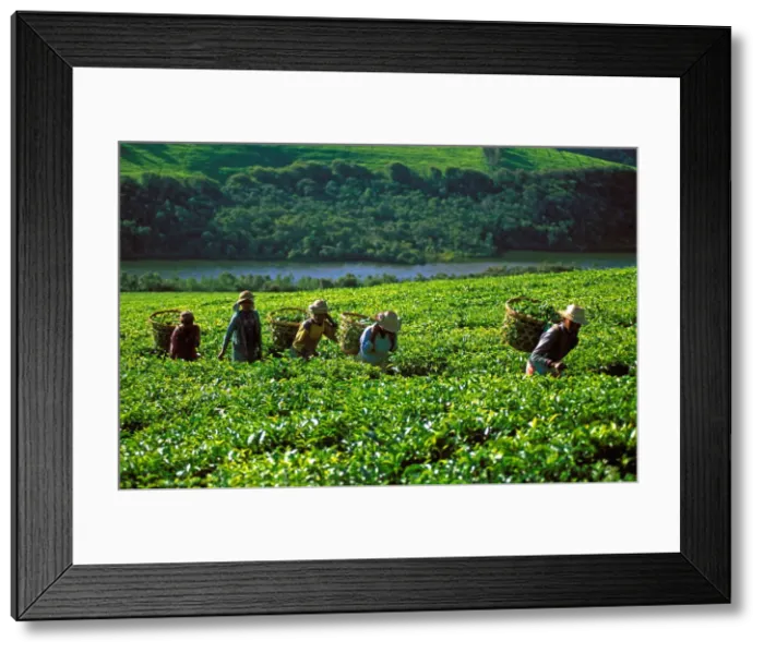 Framed Print : Tea harvest on Sahambavy estate near Fianarantsoa, Madagascar, Africa Framed Print : Tea harvest on Sahambavy estate near Fianarantsoa, Madagascar, Africa