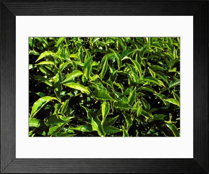 Framed Print : Tea bushes on Sahambavy estate near Fianarantsoa, Madagascar, Africa Framed Print : Tea bushes on Sahambavy estate near Fianarantsoa, Madagascar, Africa