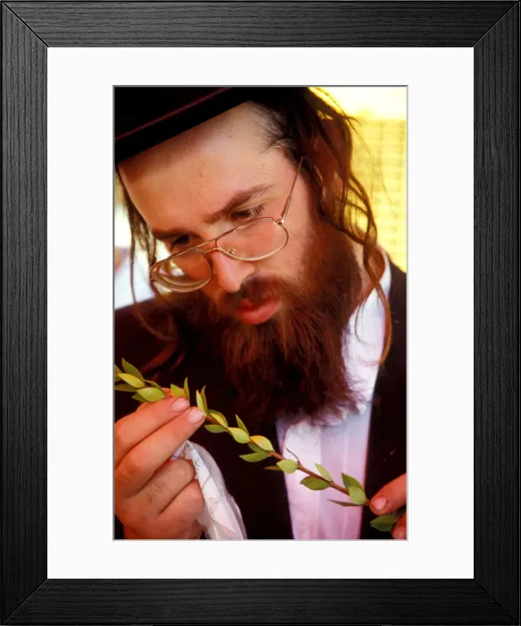 Framed Print : Succot holiday, inspecting the Hadas at the Four Species Market in Jerusalem, Israel