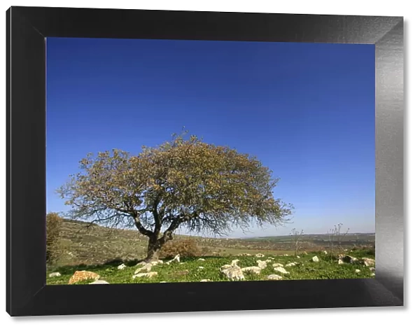 Oak tree by Bet Keshet scenic road, Lower Galilee, Israel, Middle East