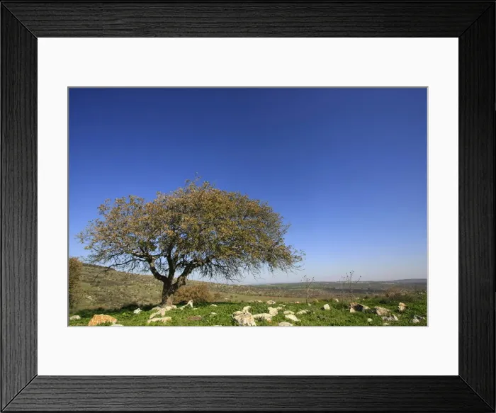 Framed Print : Oak tree by Bet Keshet scenic road, Lower Galilee, Israel, Middle East Framed Print : Oak tree by Bet Keshet scenic road, Lower Galilee, Israel, Middle East