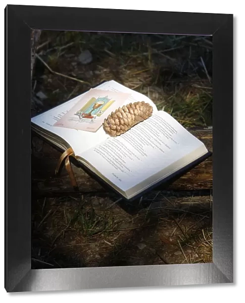 Bible with pine cone, Haute Savoie, France, Europe