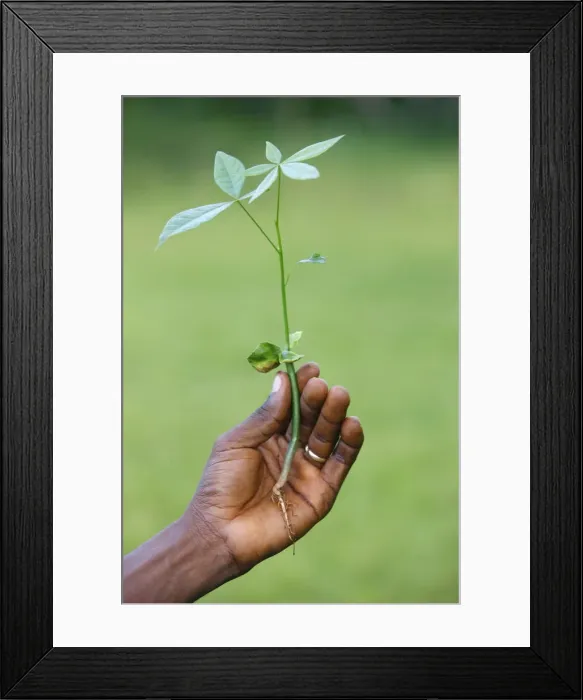 Framed Print : Sapling, Danyi Dzogbega, Togo, West Africa, Africa Framed Print : Sapling, Danyi Dzogbega, Togo, West Africa, Africa