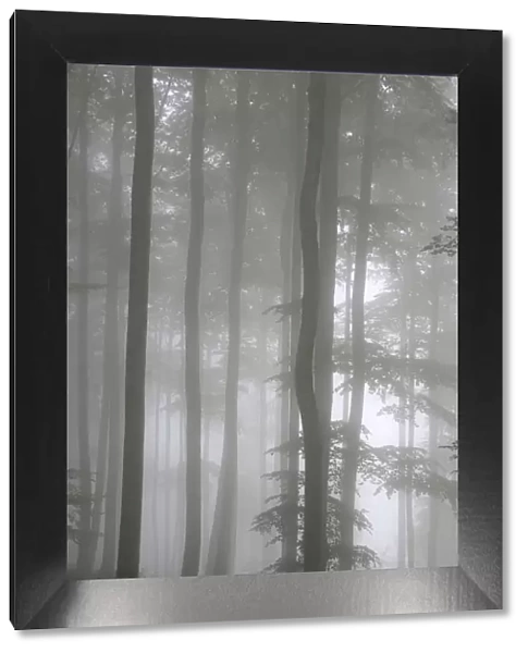 Trees in fog, Saint-Jean-Pied-de-Port, Pyrenees Atlantique, France, Europe