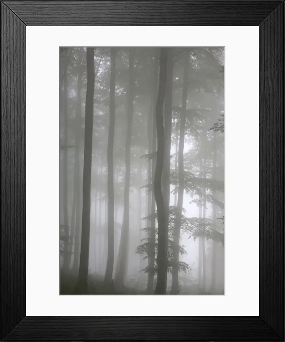 Framed Print : Trees in fog, Saint-Jean-Pied-de-Port, Pyrenees Atlantique, France, Europe Framed Print : Trees in fog, Saint-Jean-Pied-de-Port, Pyrenees Atlantique, France, Europe