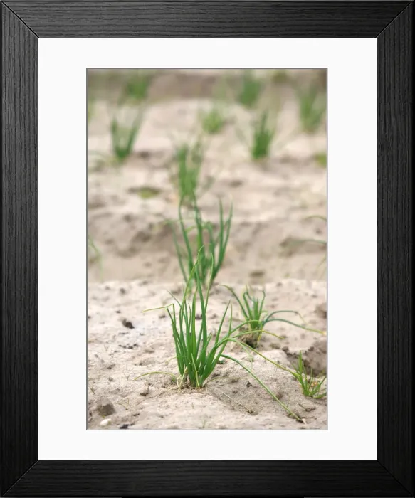 Framed Print : Agriculture, Roscoff, Finistere, France, Europe Framed Print : Agriculture, Roscoff, Finistere, France, Europe