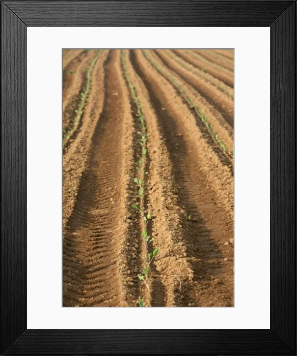 Framed Print : Agriculture, Saint Thegonnec, Finistere, Brittany, France, Europe Framed Print : Agriculture, Saint Thegonnec, Finistere, Brittany, France, Europe