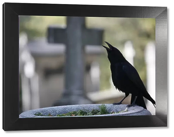 Crow on a grave, Paris, Ile de France, France, Europe