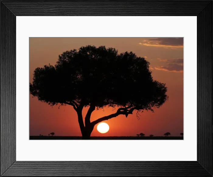 Framed Print : Acacia tree silhouette at sunset, Masai Mara National Park, Kenya, East Africa, Africa Framed Print : Acacia tree silhouette at sunset, Masai Mara National Park, Kenya, East Africa, Africa