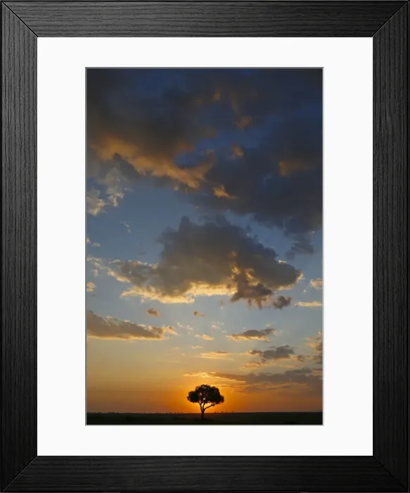 Framed Print : Acacia tree and clouds at sunset, Masai Mara National Park, Kenya, East Africa, Africa Framed Print : Acacia tree and clouds at sunset, Masai Mara National Park, Kenya, East Africa, Africa
