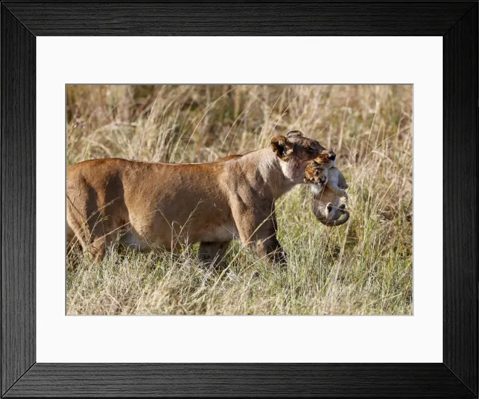 Framed Print : A lioness (Panthera leo) moving a young cub by carrying it in her mouth Framed Print : A lioness (Panthera leo) moving a young cub by carrying it in her mouth