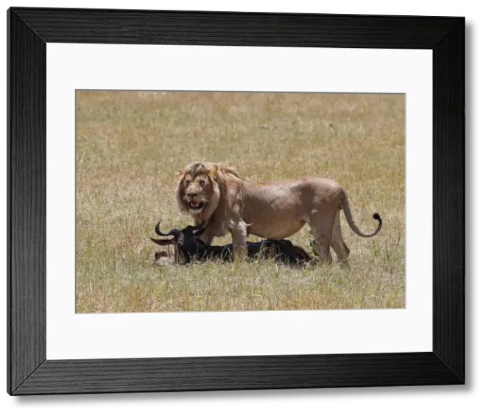 Framed Print : Lion (Panthera leo) with wildebeest kill in savanna, Masai Mara National Park, Kenya Framed Print : Lion (Panthera leo) with wildebeest kill in savanna, Masai Mara National Park, Kenya