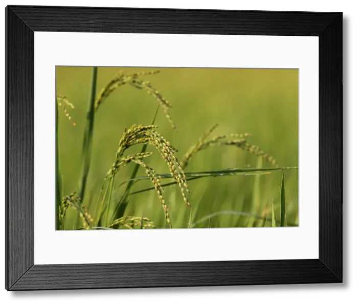 Framed Print : Rice grain ready for harvesting in green rice field, Hoi An, Vietnam, Indochina Framed Print : Rice grain ready for harvesting in green rice field, Hoi An, Vietnam, Indochina