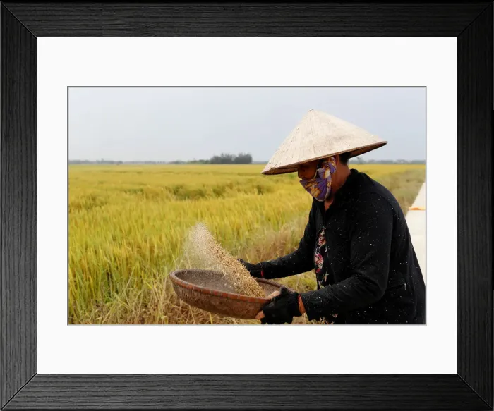 Framed Print : Woman winnowing rice, Hoi An, Vietnam, Indochina, Southeast Asia, Asia Framed Print : Woman winnowing rice, Hoi An, Vietnam, Indochina, Southeast Asia, Asia
