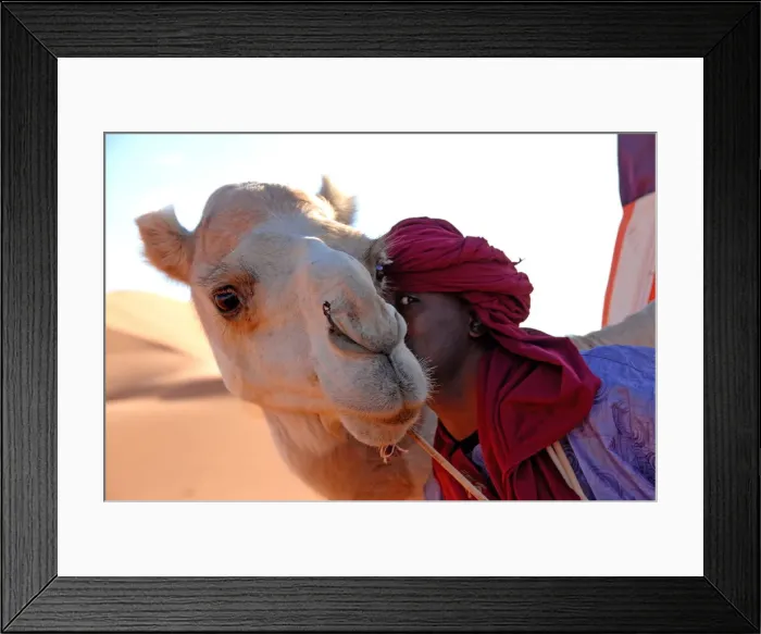 Framed Print : Tuareg and dromedary, Sebha, Ubari, Libya, North Africa, Africa Framed Print : Tuareg and dromedary, Sebha, Ubari, Libya, North Africa, Africa