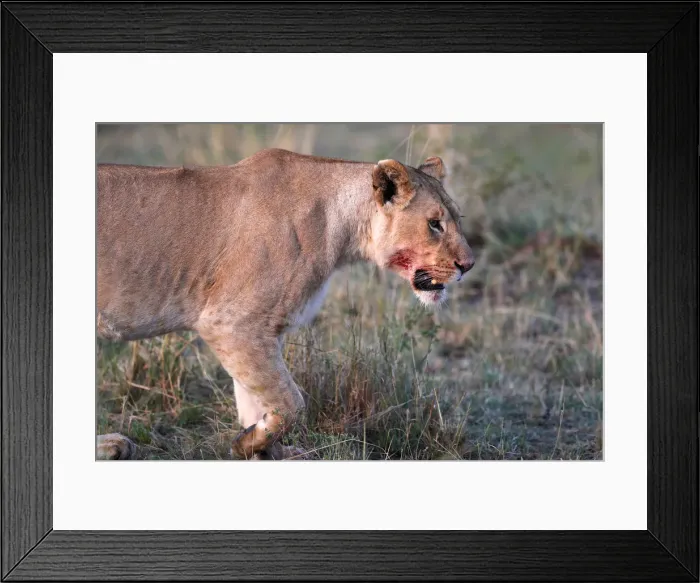 Framed Print : Lioness (Panthera leo) in savanna, Masai Mara National Park, Kenya, East Africa, Africa Framed Print : Lioness (Panthera leo) in savanna, Masai Mara National Park, Kenya, East Africa, Africa