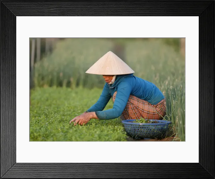 Framed Print : Organic vegetable gardens in Tra Que Village, farmer at work, Hoi An, Vietnam, Indochina Framed Print : Organic vegetable gardens in Tra Que Village, farmer at work, Hoi An, Vietnam, Indochina