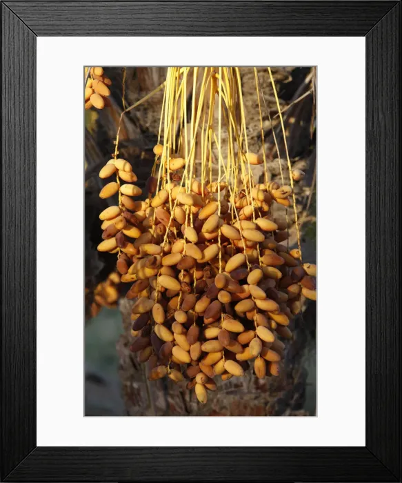 Framed Print : Date palm, Douz, Kebili, Tunisia, North Africa, Africa Framed Print : Date palm, Douz, Kebili, Tunisia, North Africa, Africa