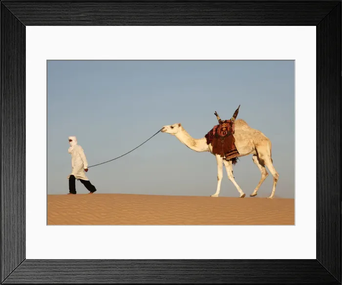 Framed Print : Camel driver in the Sahara desert, near Douz, Kebili, Tunisia, North Africa, Africa Framed Print : Camel driver in the Sahara desert, near Douz, Kebili, Tunisia, North Africa, Africa
