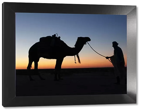 Camel driver at dusk in the Sahara desert, near Douz, Kebili, Tunisia, North Africa