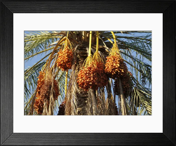 Framed Print : Date palms, Douz, Kebili, Tunisia, North Africa, Africa Framed Print : Date palms, Douz, Kebili, Tunisia, North Africa, Africa