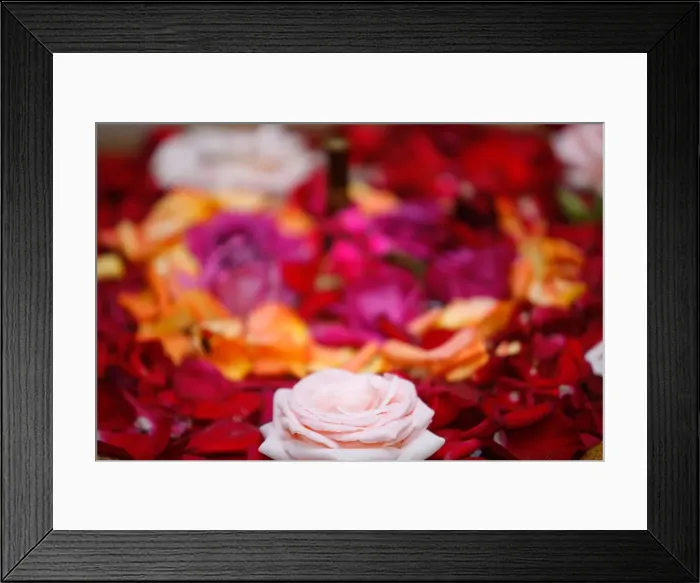 Framed Print : Roses, Essaouira, Morocco, North Africa, Africa Framed Print : Roses, Essaouira, Morocco, North Africa, Africa