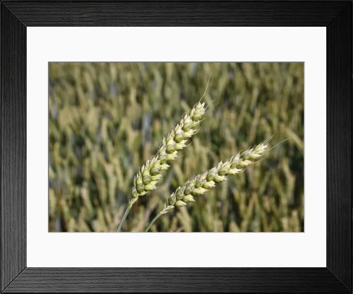 Framed Print : Wheat, Haute Savoie, France, Europe Framed Print : Wheat, Haute Savoie, France, Europe