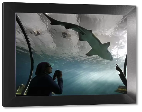 Acrylic glass tunnel where sharks swim above visitors, Sydney Aquarium, Sydney