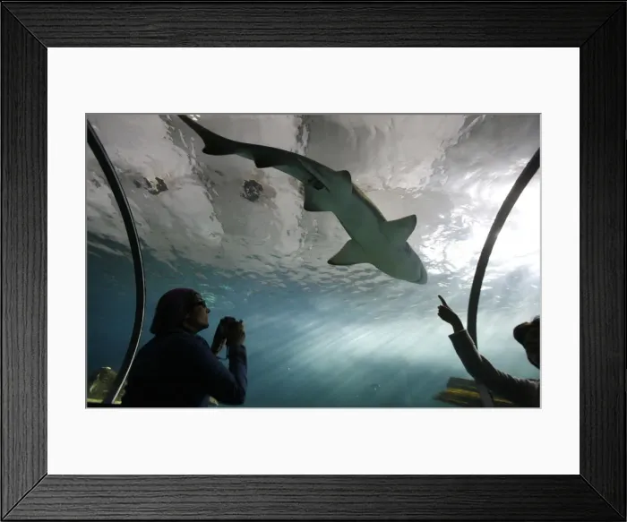 Framed Print : Acrylic glass tunnel where sharks swim above visitors, Sydney Aquarium, Sydney Framed Print : Acrylic glass tunnel where sharks swim above visitors, Sydney Aquarium, Sydney