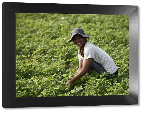 Farmer growing greens, Kampot, Cambodia, Indochina, Southeast Asia, Asia