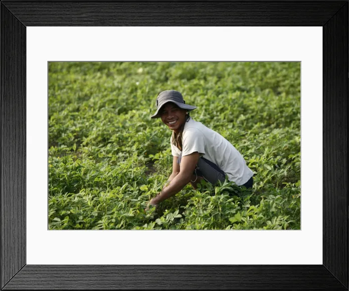 Framed Print : Farmer growing greens, Kampot, Cambodia, Indochina, Southeast Asia, Asia Framed Print : Farmer growing greens, Kampot, Cambodia, Indochina, Southeast Asia, Asia