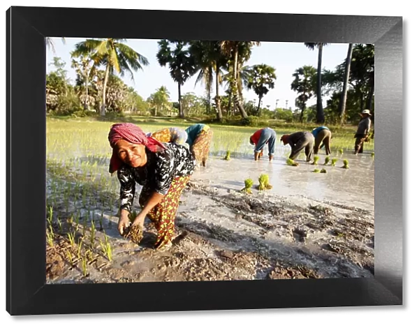 Farmers planting rice, Siem Reap, Cambodia, Indochina, Southeast Asia, Asia