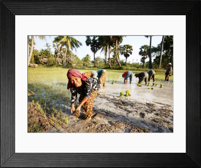 Framed Print : Farmers planting rice, Siem Reap, Cambodia, Indochina, Southeast Asia, Asia Framed Print : Farmers planting rice, Siem Reap, Cambodia, Indochina, Southeast Asia, Asia