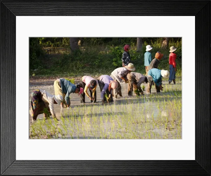 Framed Print : Farmers planting rice, Siem Reap, Cambodia, Indochina, Southeast Asia, Asia Framed Print : Farmers planting rice, Siem Reap, Cambodia, Indochina, Southeast Asia, Asia
