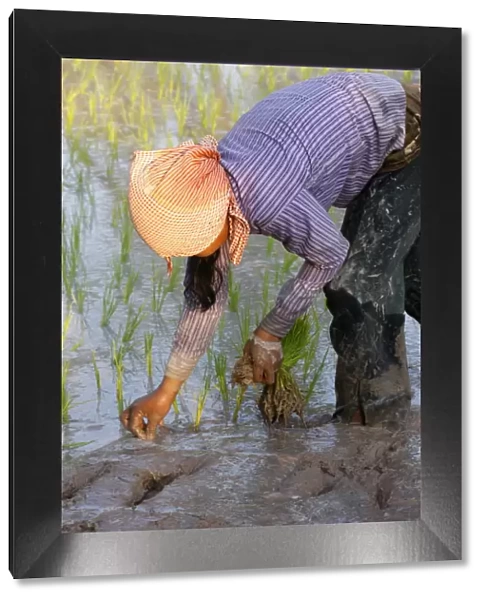 Woman planting rice, Siem Reap, Cambodia, Indochina, Southeast Asia, Asia