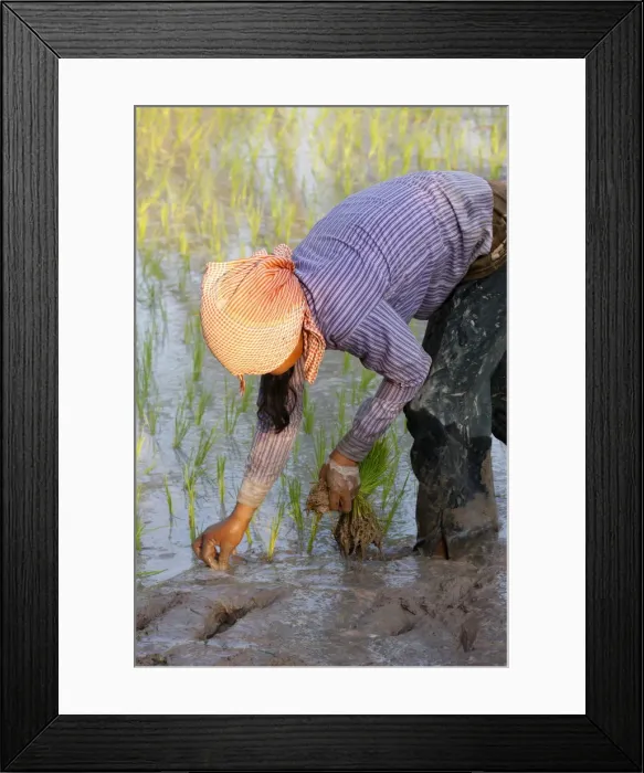 Framed Print : Woman planting rice, Siem Reap, Cambodia, Indochina, Southeast Asia, Asia Framed Print : Woman planting rice, Siem Reap, Cambodia, Indochina, Southeast Asia, Asia