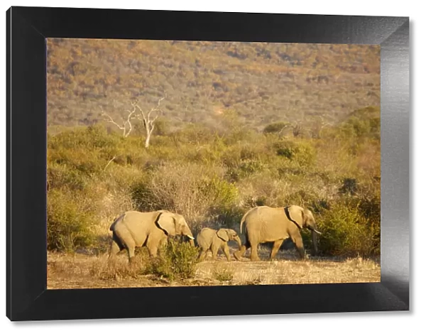 African elephants, Madikwe game reserve, Madikwe, South Africa, Africa