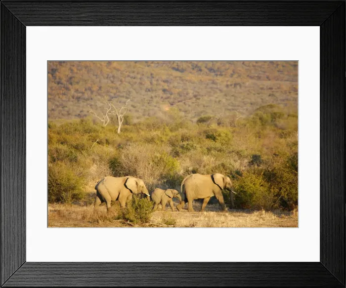 Framed Print : African elephants, Madikwe game reserve, Madikwe, South Africa, Africa Framed Print : African elephants, Madikwe game reserve, Madikwe, South Africa, Africa
