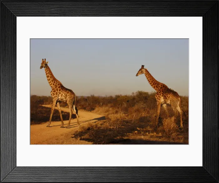 Framed Print : Giraffes, Madikwe game reserve, Madikwe, South Africa, Africa Framed Print : Giraffes, Madikwe game reserve, Madikwe, South Africa, Africa