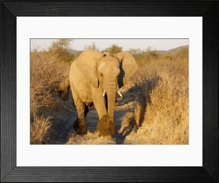 Framed Print : African elephant, Madikwe game reserve, Madikwe, South Africa, Africa Framed Print : African elephant, Madikwe game reserve, Madikwe, South Africa, Africa