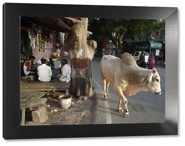 Road and sidewalk with cow in Vrindavan, Uttar Pradesh, India, Asia