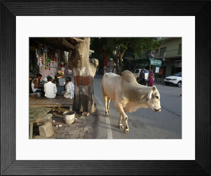 Framed Print : Road and sidewalk with cow in Vrindavan, Uttar Pradesh, India, Asia Framed Print : Road and sidewalk with cow in Vrindavan, Uttar Pradesh, India, Asia