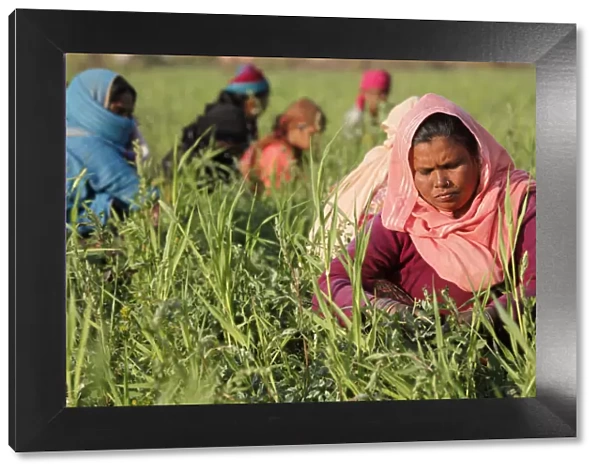 Women harvesting beans, Uttar Pradesh, India, Asia