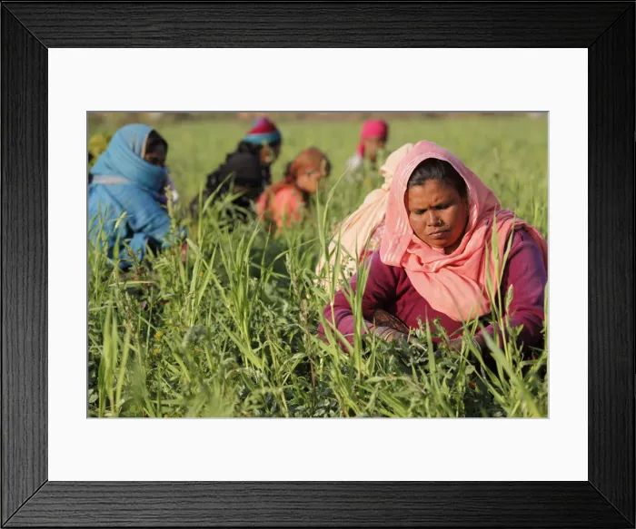 Framed Print : Women harvesting beans, Uttar Pradesh, India, Asia Framed Print : Women harvesting beans, Uttar Pradesh, India, Asia