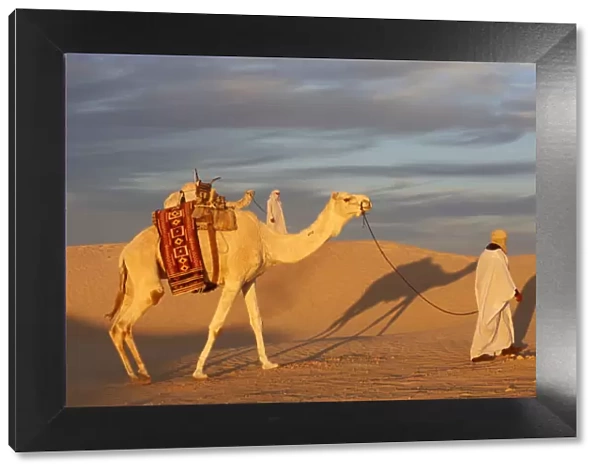 Camel driver in the Sahara, Douz, Kebili, Tunisia, North Africa, Africa