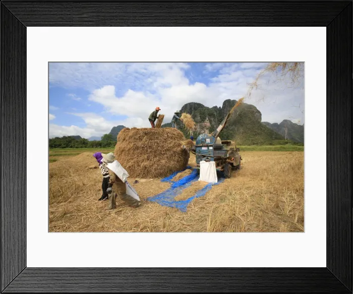 Framed Print : Rice field, Lao farmers harvesting rice in rural landscape, Laos, Indochina Framed Print : Rice field, Lao farmers harvesting rice in rural landscape, Laos, Indochina